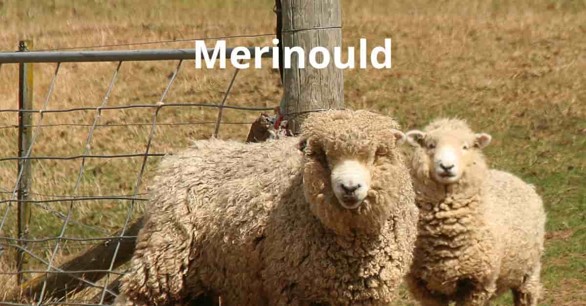 6 spørgsmål om merinould